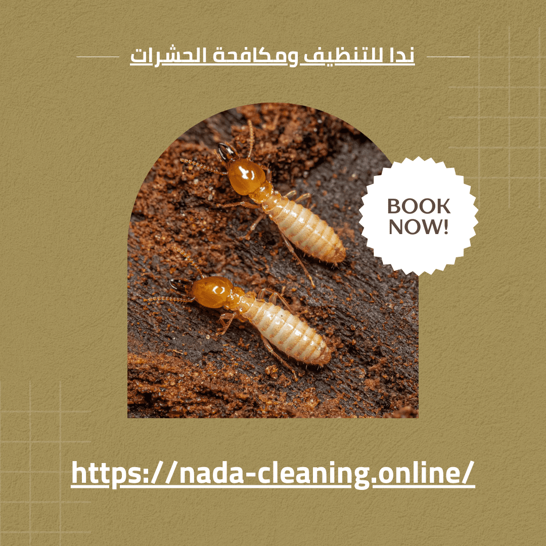 شركة مكافحة الرمة في العين 0569432084 دليلك الشامل للتخلص من الرمة